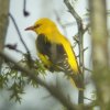 wielewaal_300410_2