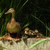 wildeeendpullenachthoven02062020