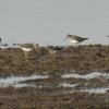 witgat05022017_1