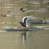 witvleugelstern_boezems_kinderdijk_160510_1