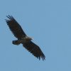 zeearendrijswijk140520201