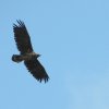 zeearendrijswijk140520202
