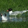 zwartkopmeeuwpolderlageveldherwijnen29052020