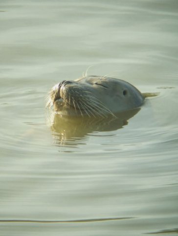 gewone_zeehond_buitenkanaal_vianen_21022011_1