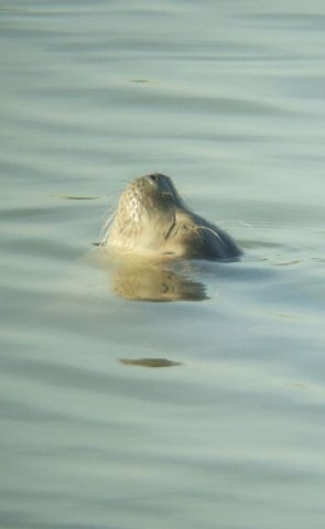 gewonezeehondbuitenkanaalvianen210220111