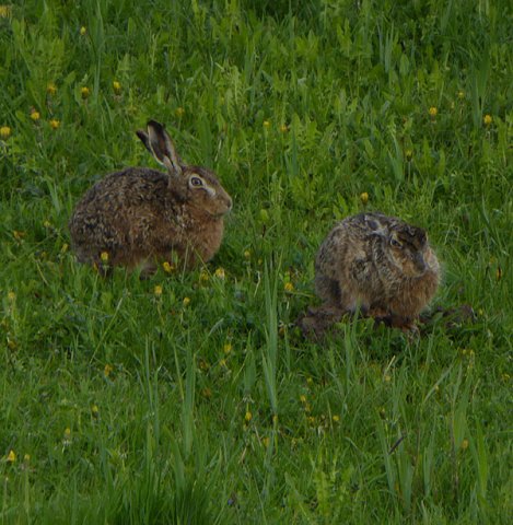 hazenvianen30042015