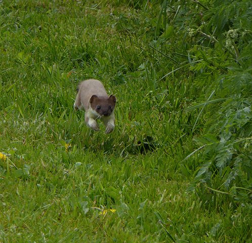 hermelijnzouweboezem29042015_2