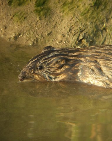muskusrat_brabantse_biesbosch_23042011_1