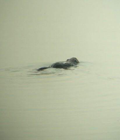 muskusrat_brabantse_biesbosch_23042011_2