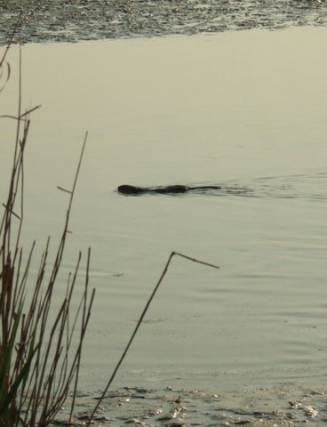 muskusrat_brabantse_biesbosch_23042011_4