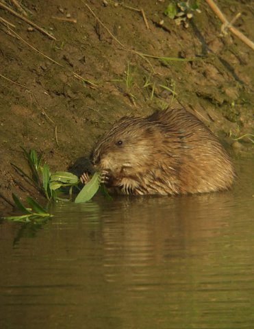 muskusrat_brabantse_biesbosch_30042011_3