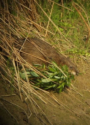 muskusrat_brabantse_biesbosch_30042011_5