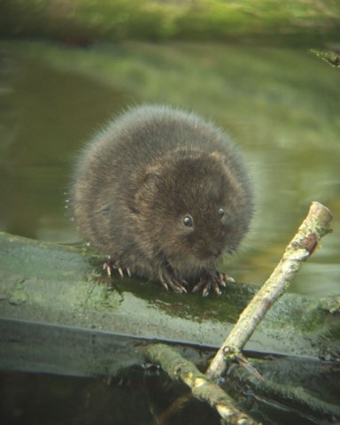 woelrat_natuurlijk_brabant_27032011_2