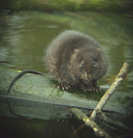 woelrat_natuurlijk_brabant_27032011_5
