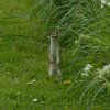 hermelijnzouweboezem29042015_1