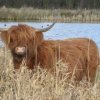 schotse_hooglander,_boomgaard_de_kikker,_25_jan._2005
