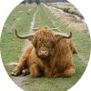 schotse_hooglander_3_april