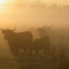 schotse_hooglanders,_13_sept._2005_(1)