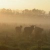 schotse_hooglanders,_13_sept._2005_(2)