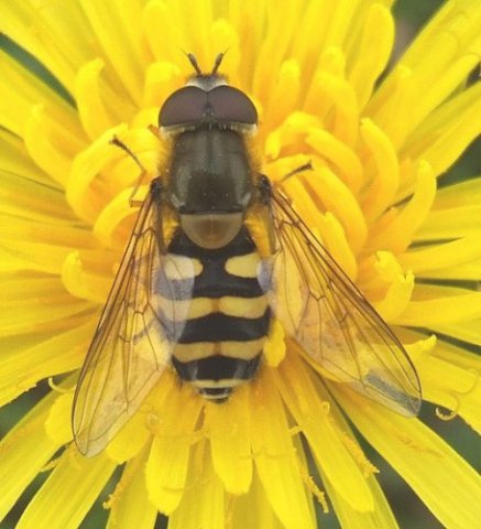 bessenbandzweefvlieg_man_op_paardenbloem_alblasserbos_26042008