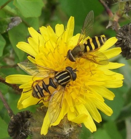 bessenbandzweefvlieg_vrouw_en_gewone_pendelvlieg_op_akkermelkdistel_zouweboezemgebied_19082007