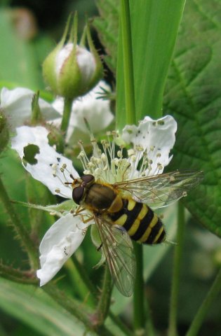 bessenbandzweefvlieg_vrouw_op_dauwbraam_bolgrijen_vianen_27072011_(1)