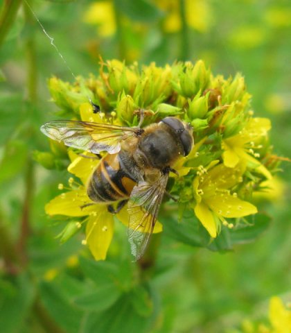 blinde_bij_man_op_gevleugeld_hertshooi_zouweboezemgebied_17072011