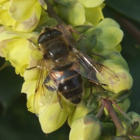 blinde_bij_vrouw_op_wintermahonia_meerkerk_24022008