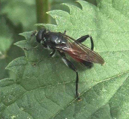 bloedrode_bladloper_vrouw_zouweboezemgebied_28052008
