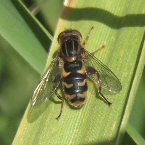 bokserwaterzweefvlieg_man_lekuiterwaard_everdingen_17062008