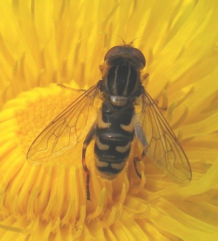 bokserwaterzweefvlieg_man_op_paardenbloem_zouweboezemgebied_12042009