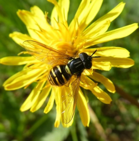 bollefopwespperlenbachtal25052019