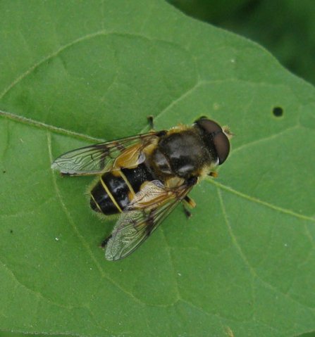 bosbijvlieg_man_zouweboezemgebied_11082011