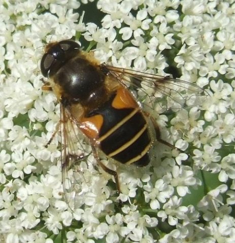 bosbijvlieg_vrouw_op_zevenblad_achtertuin_meerkerk_02062008