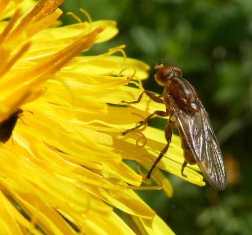 dennensapzweefvliegperlenbachtal25052019