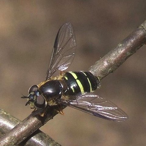 geelbandwimperzweefvlieg_vrouw_natuurlijk_brabant_20042008