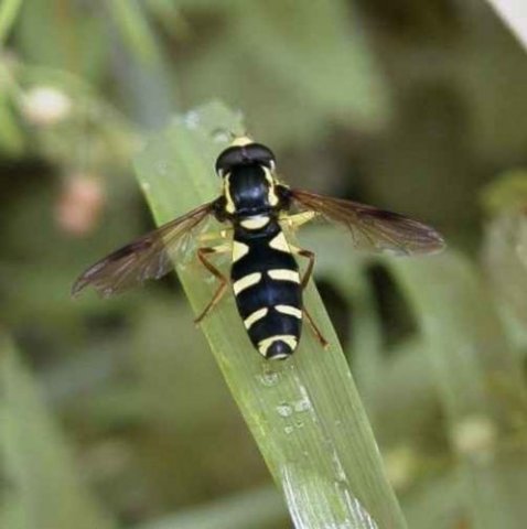 gewone_citroenzweefvlieg_man_lingebos_27062004