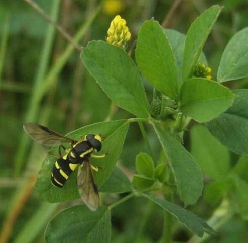 gewone_citroenzweefvlieg_man_natuurtuin_varsseveld_leerdam_30082007