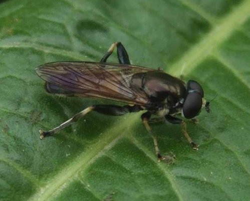 gewone_rode_bladloper_man_zouweboezemgebied_30052008