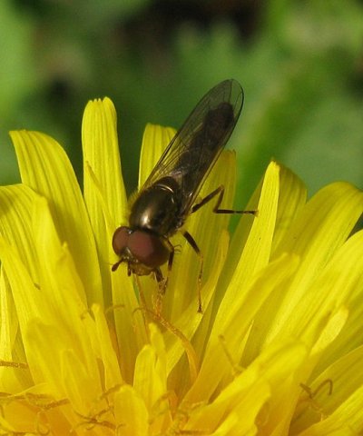 gewoon_schaduwplatvoetje_man_op_paardenbloem_breda_05042009