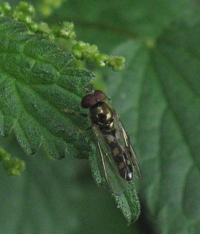 gewoon_schaduwplatvoetje_man_zouweboezem_11082011