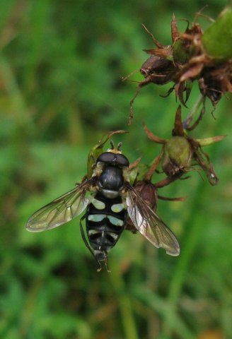 groene_didea_man_natuurlijk_utrecht_19092011