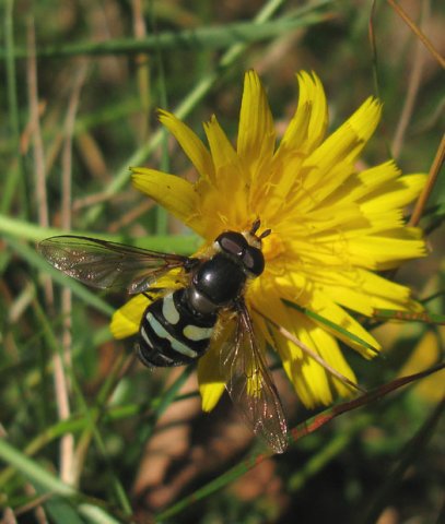 groene_didea_man_op_gewoon_biggenkruid_natuurlijk_utrecht_28092011