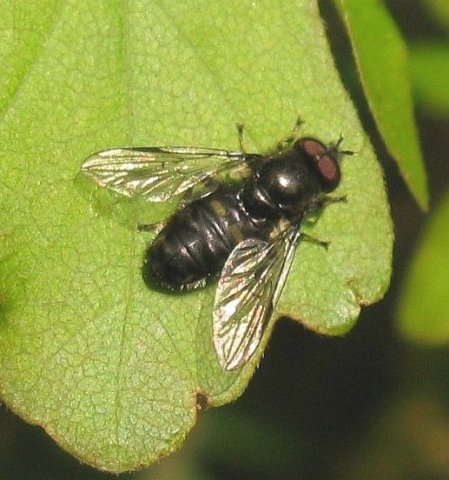 grofgestippelde_platbek_man_lingebos_15042009