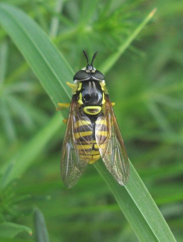 grote_fopwesp_vrouw_natuurtuin_varsseveld_leerdam_12052011