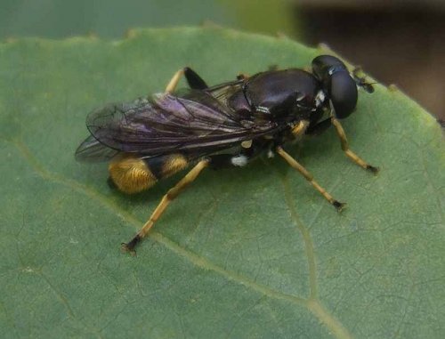 grote_gouden_bladloper_vouw_zouweboezemgebied_31052008