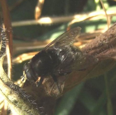 grote_narcisvlieg_man_voortuin_meerkerk_08062008