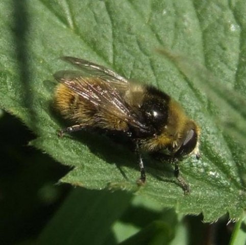 grote_narcisvlieg_vrouw_zouweboezemgebied_12052008