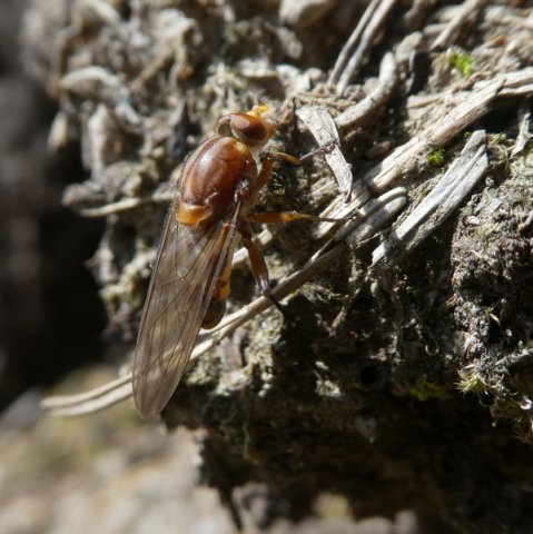 grotesapzweefvliegperlenbachtal25052019