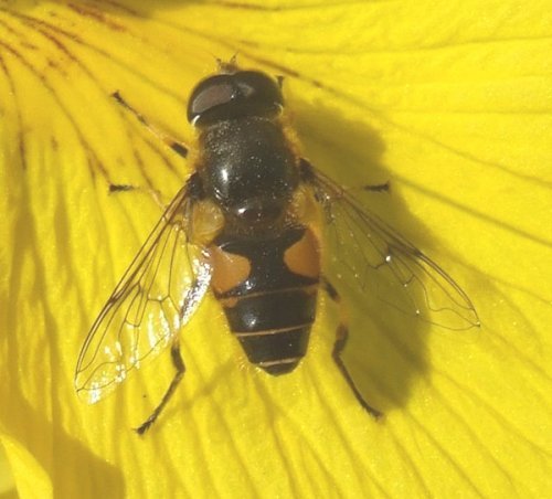 puntbijvlieg_man_op_gele_lis_zouweboezemgebied_24052008
